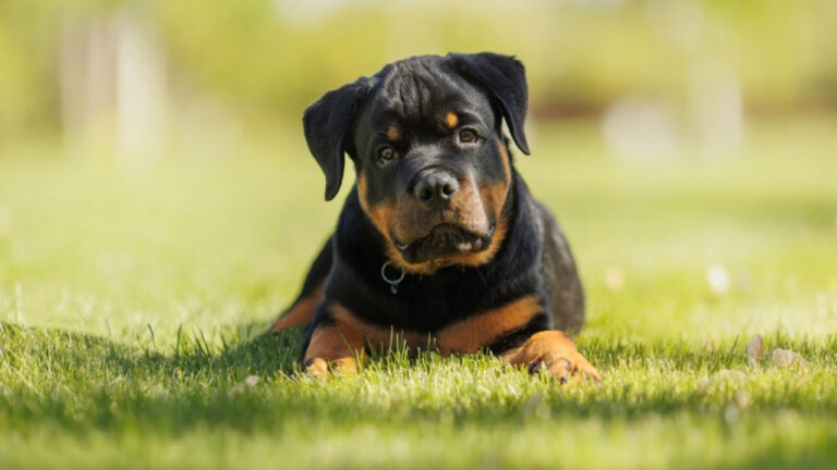 Como Treinar Seu Cachorro para Ser Obediente em 7 Dias